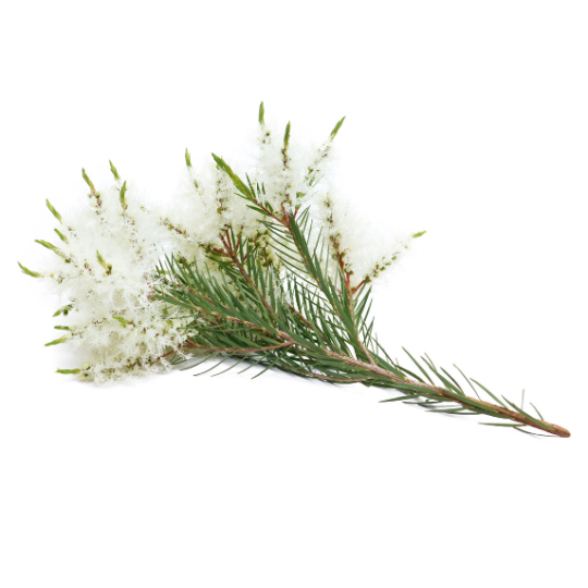 Tea Tree Melaleuca