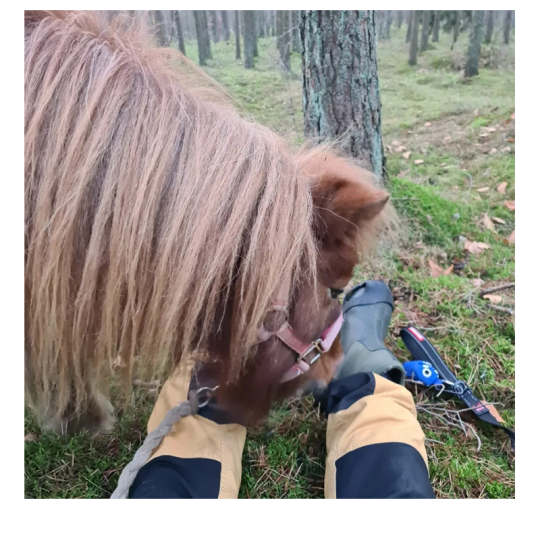 Skogsbad med häst/ponny