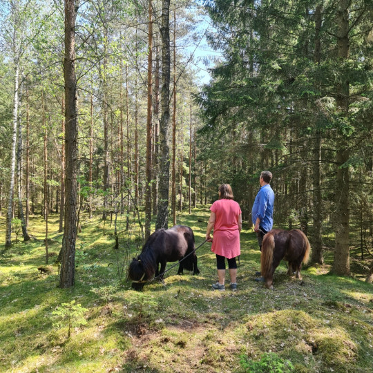 Närvaro med häst - Meditation och promenad i naturen