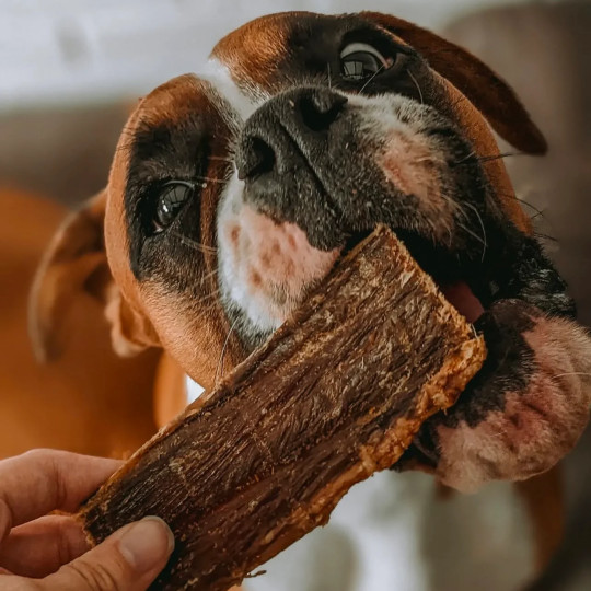 hundgodis oxkött