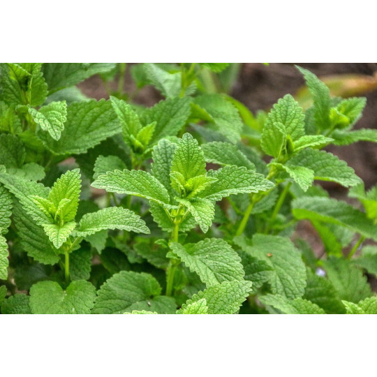 Citronmeliss