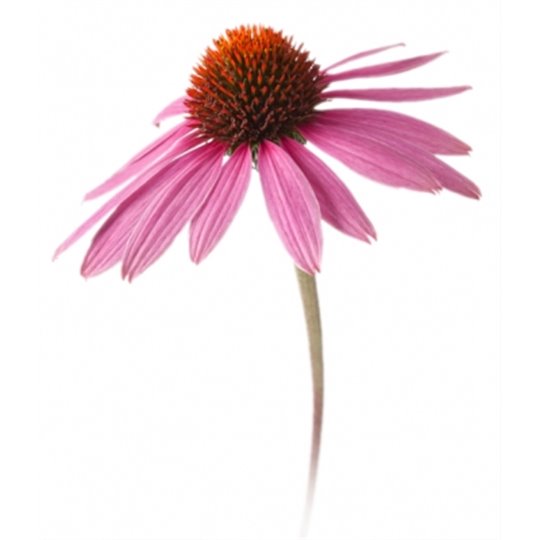 Echinacea Hackad rot Purpurea