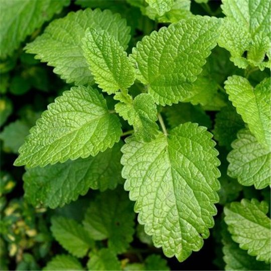 Citronmeliss Torkad 250g