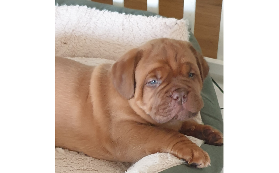 En söt Dogue de Bordeaux-valp söker sitt för-alltid-hem!**